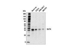 Cell Signaling Technology&nbsp;SirT4 E8C7J Rabbit mAb 100 u