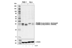 Cell Signaling Technology&nbsp;PGAM5 Long Isoform Antibody