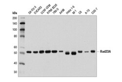 Cell Signaling Technology&nbsp;Rad23A D7U7Z Rabbit mAb 100