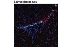 Cell Signaling Technology Neuronal Marker IF Antibody Sa