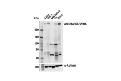 Cell Signaling Technology&nbsp;ARID1A/BAF250A E4F8T Mouse m