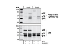 Cell Signaling Technology&nbsp;Phospho-Shc Tyr239/240 Antib