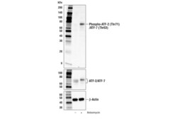Cell Signaling Technology&nbsp;Phospho-ATF-2 Thr71/ATF-7 T