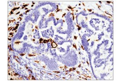 Cell Signaling Technology&nbsp;CD16 D1N9L Rabbit mAb 20 ul