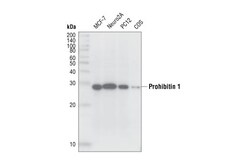 Cell Signaling Technology&nbsp;PHB1 Antibody 20 ul