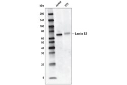 Cell Signaling Technology&nbsp;Lamin B2 E1S1Q Rabbit mAb H
