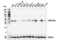 Cell Signaling Technology&nbsp;FAM122A E3X4R Rabbit mAb 100