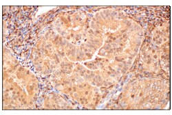 Cell Signaling Technology Annexin V E3W8V Rabbit mAb