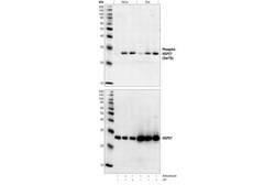 Cell Signaling Technology&nbsp;Phospho-HSP27 Ser78 Antibody