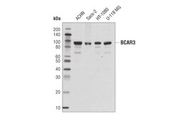 Cell Signaling Technology&nbsp;BCAR3 Antibody 100 ul