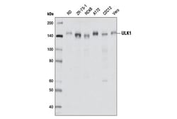 Cell Signaling Technology PhosphoPlusR ULK1 Ser757 A