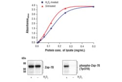 Cell Signaling Technology FastScantm Total Zap-70 ELIS