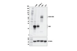 Cell Signaling Technology&nbsp;SSX E5A2C Rabbit mAb Carbox