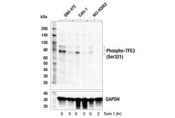 Cell Signaling Technology&nbsp;Phospho-TFE3 Ser321 Antibody