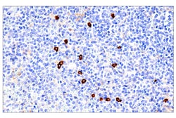 Cell Signaling Technology&nbsp;IL3RA/CD123 BR4MS Mouse mAb