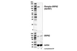 Cell Signaling Technology&nbsp;Phospho-SRPK2 Ser497 Antibod