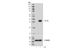 Cell Signaling Technology IL-1-beta D6D6T Rabbit mAb