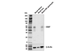 Cell Signaling Technology&nbsp;CD27 Antibody 100 ul