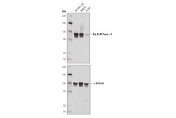 Cell Signaling Technology&nbsp;Na K-ATPase alpha-1 D4Y7E Ra