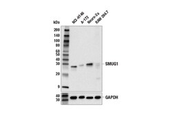 Cell Signaling Technology&nbsp;SMUG1 E7P4I Rabbit mAb 100 u
