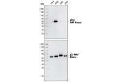 Cell Signaling Technology&nbsp;p38-beta MAPK C28C2 Rabbit m