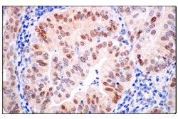 Cell Signaling Technology&nbsp;ID1 F2M1J Rabbit mAb 100 ul