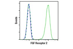 Cell Signaling Technology&nbsp;FGF Receptor 2 D4L2V Rabbit