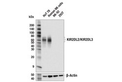 Cell Signaling Technology&nbsp;KIR2DL2/KIR2DL3 E7Y1V Rabbit