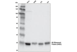 Cell Signaling Technology&nbsp;S6 Ribosomal Protein 54D2 Mo