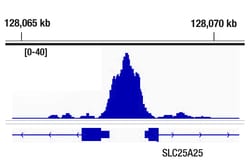 Cell Signaling Technology&nbsp;CDK9 C12F7 Rabbit mAb 20 ul