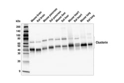 Cell Signaling Technology&nbsp;Clusterin E2O1D Rabbit mAb 1