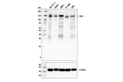 Cell Signaling Technology&nbsp;TIE1 D2K2T Rabbit mAb 100 ul