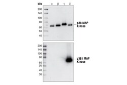 Cell Signaling Technology&nbsp;p38-delta MAPK 10A8 Rabbit m