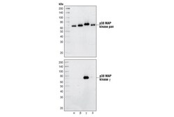 Cell Signaling Technology&nbsp;p38-gamma MAPK Antibody 20 ul