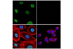 Cell Signaling Technology&nbsp;QKI E7O4A Rabbit mAb 100 ul