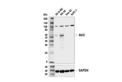 Cell Signaling Technology&nbsp;Abi3 Antibody 100 ul