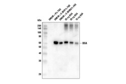Cell Signaling Technology&nbsp;BSA D1C8Q Rabbit mAb 100 ul