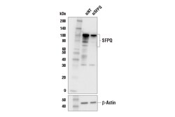 Cell Signaling Technology&nbsp;SFPQ Antibody 100 ul