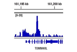 Cell Signaling Technology&nbsp;PU.1 9G7 Rabbit mAb 20 ul