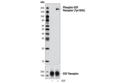 Cell Signaling Technology&nbsp;Phospho-EGF Receptor Tyr1045