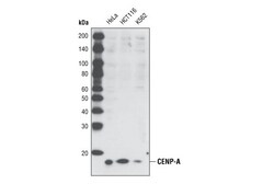 Cell Signaling Technology&nbsp;CENP-A Antibody 20 ul