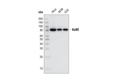 Cell Signaling Technology&nbsp;Ku80 C48E7 Rabbit mAb 20 ul
