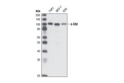 Cell Signaling Technology&nbsp;c-Cbl C49H8 Rabbit mAb 20 ul
