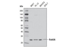 Cell Signaling Technology&nbsp;Rab5A Antibody 20 ul