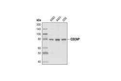 Cell Signaling Technology&nbsp;CD2AP Antibody 20 ul