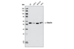 Cell Signaling Technology&nbsp;alpha-Tubulin 11H10 Rabbit m