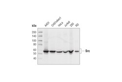 Cell Signaling Technology&nbsp;Src 32G6 Rabbit mAb 20 ul