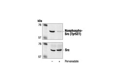 Cell Signaling Technology&nbsp;Non-phospho-Src Tyr527 Antib