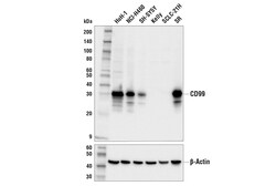 Cell Signaling Technology&nbsp;CD99 E5N6F Rabbit mAb 100 ul