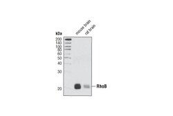 Cell Signaling Technology&nbsp;RhoB Antibody 20 ul